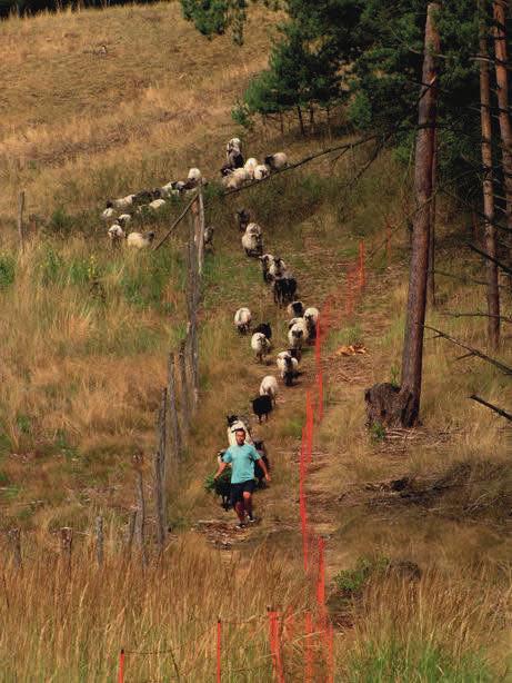 Fot.95. Obwoźny wypas owiec w obszarze Dolna Odra (fot. K.