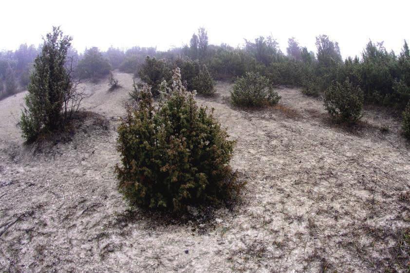 Fot.12. Jałowczyska w obrębie obszaru Natura 2000 Żurawce, woj. lubelskie (fot. P. Chmielewski) Zarośla wisienki stepowej Prunus fruticosa 40A0* Spotykane zarówno w północnej jak i południowej Polsce.