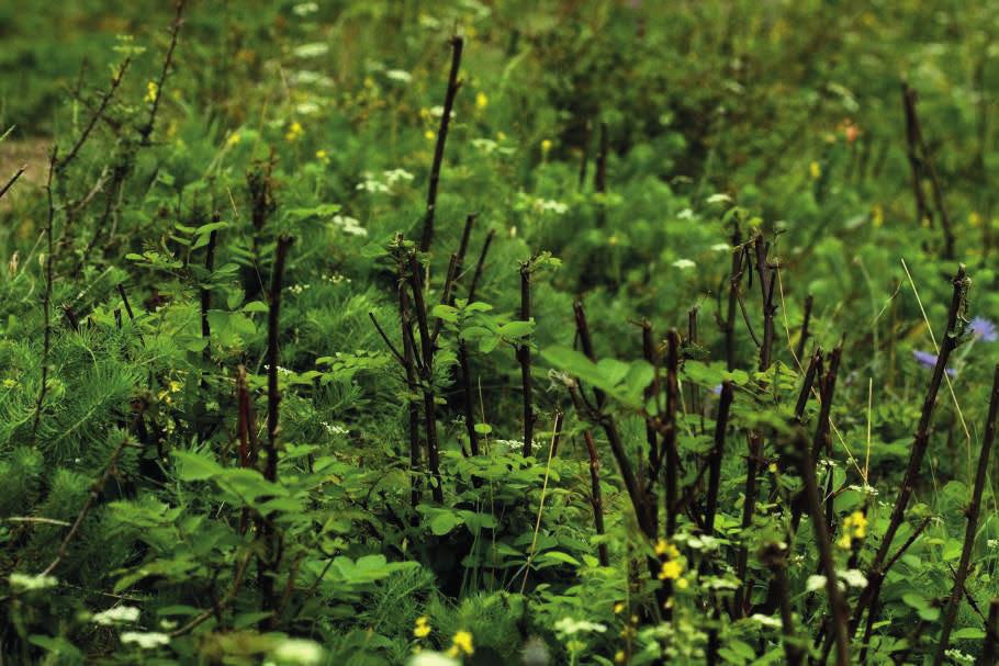 Fot.21. Odrosty robinii akacjowej Robinia pseudoacacia na murawie kserotermicznej w Owczarach, obszar Natura 2000 Ujście Warty, woj. lubuskie (fot. K.