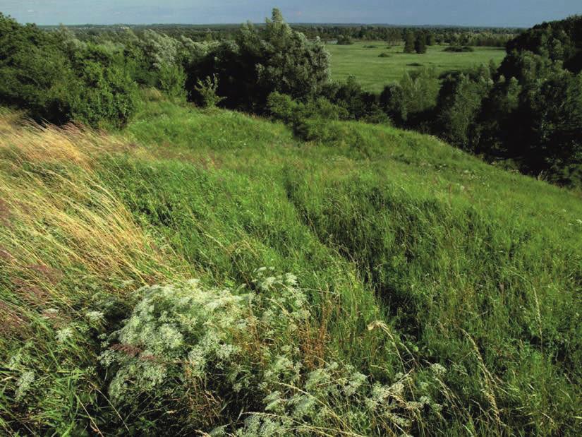 Fot.23. Podobszar Kurów (fot. P. Pluciński) Powód włączenia obiektu do projektu Dolna Odra była jednym z głównych korytarzy migracyjnych gatunków kserotermicznych w okresie postglacjalnym.