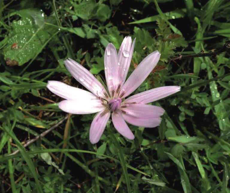 Fot.26. Wężymord stepowy Scorzonera purpurea (fot. K.