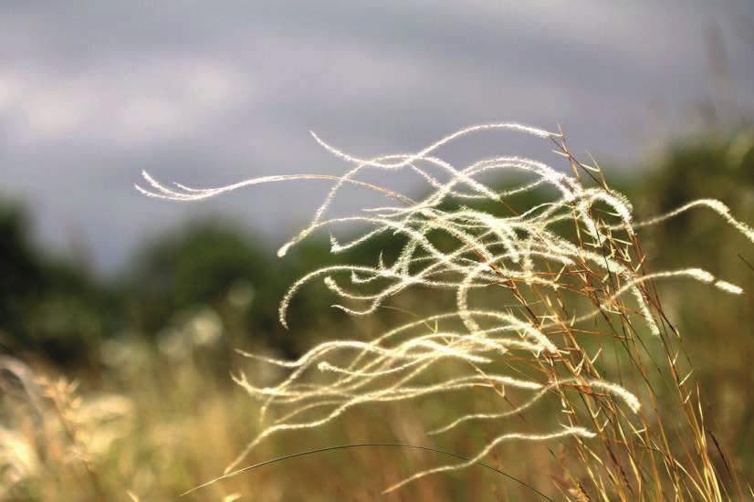 Występują tu liczne rzadkie gatunki: ostnica Jana Stipa joannis, pajęcznica liliowata Anthericum liliago, mikołajek polny Eryngium campestre, zaraza macierzankowa Orobanche caryophyllacea, zaraza