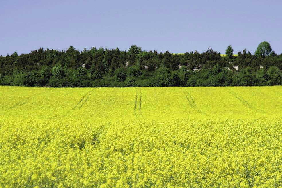 Część obszaru zajmuje drugie obok muraw kserotermicznych siedlisko naturowe - zarośla z Juniperus communis (5130).