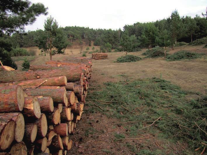 Fot.67. Wycinka sosny zwyczajnej Pinus sylvestris na murawach koło Nawodnej, w obszarze Dolna Odra (fot. K.