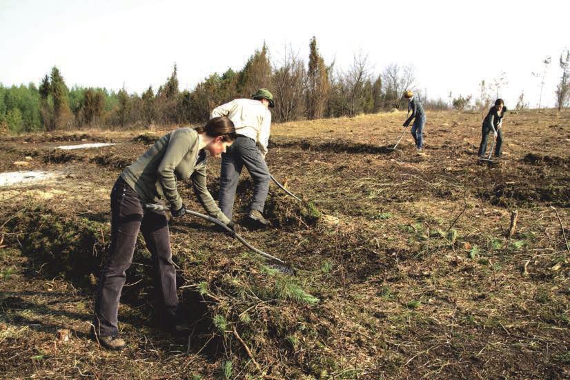 Uniemożliwia ona kiełkowanie nasion światłożądnych gatunków, a także zwiększa wilgotność oraz żyzność podłoża, co w rezultacie prowadzi do zmiany warunków abiotycznych siedlisk muraw kserotermicznych.