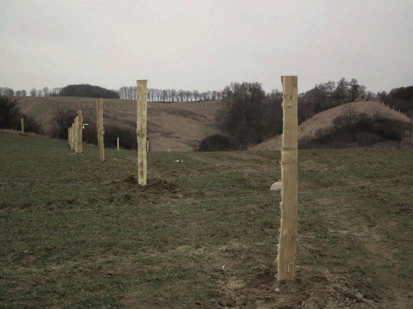 Fot.81. Stawianie ogrodzeń na powierzchniach przeznaczonych do wypasu (fot. P.