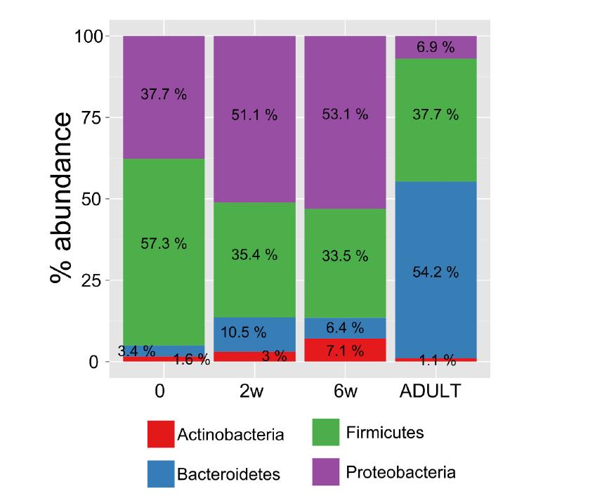 Mikrobiom poród naturalny versus CC: Bacteroidetes obecne głównie u noworodków z porodów