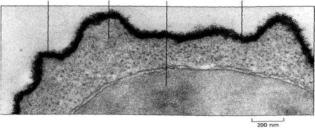 Właściwości błony komórkowej płynność asymetria selektywna przepuszczalność Glikokaliks glikokaliks cytoplazma jądro błona komórkowa Mikrografia elektronowa powierzchni limfocytu