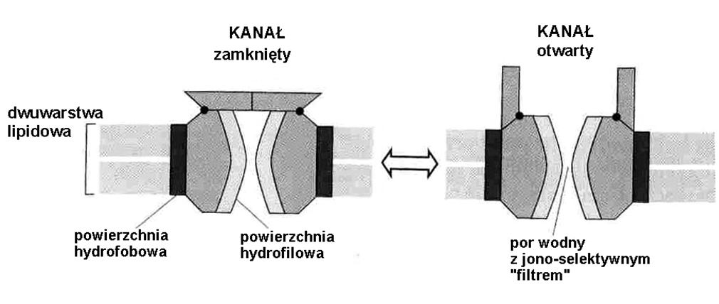 Kanały jonowe - bramkowane otwieranie kanału - wszystko albo