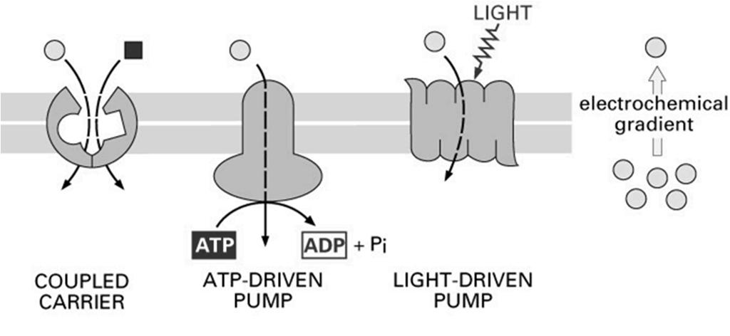Transport aktywny (pierwotny) - pompy Reakcje oksydoredukcyjne