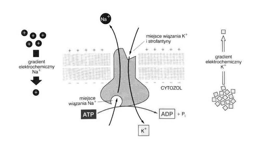 Rodzina ATP-az (typu P) pompa sodowo-potasowa 14,5 x