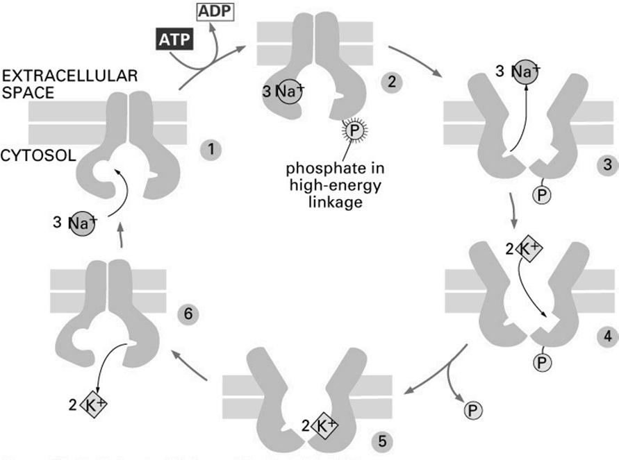 (113KD, 10α-helis ), β (35kD), δ (10kD) Transport