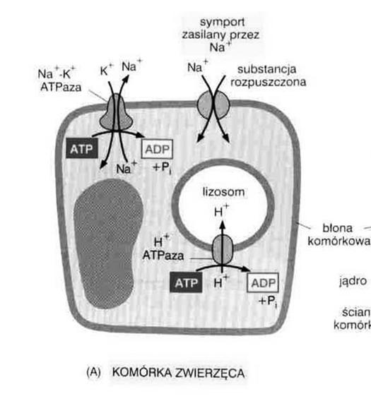 skład utrzymanie równowagi ciśnień osmotycznych