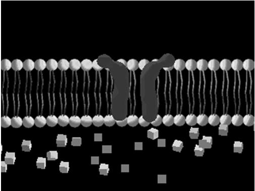 Transport bierny ułatwiony nośnik (przenośnik, permeaza) kanał małe cząsteczki organiczne jony zmiana konformacji białka wysoka selektywność