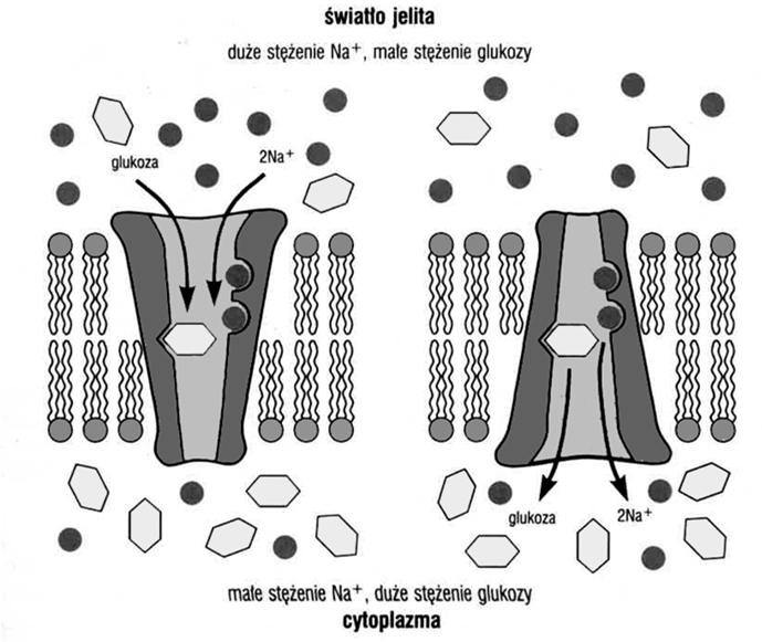 rodziny GLUT transportują D-glukozę w