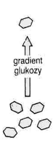 55kD 12 ( 7+5) fragmentów transbłonowych