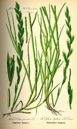 Zadanie 1. Trawa przedstawiona na rysunku to A. życica trwała (Lolium perenne L.) B. tymotka łąkowa (Phleum pratense L.) C. wiechlina łąkowa (Poa pratensis L.) D.
