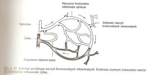 NACZYNIA KRWIONOŚNE WYRÓZNIAMY NACZYNIA KRWIONOŚNE TĘTNICE, śyły, NACZYNIA KRWIONOSNE WŁOSOWATE TĘTNICE są to naczynia, którymi płynie krew od serca do narządów na obwód śyły są to naczynia