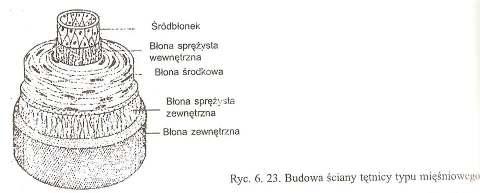 NACZYNIA KRWIONOŚNE WYRÓZNIAMY NACZYNIA KRWIONOŚNE TĘTNICE, śyły, NACZYNIA KRWIONOSNE WŁOSOWATE BUDOWA NACZYŃ KRWIONOŚNYCH jest trójwarstwowa BŁONA WEWNĘTRZNA wysłana śródbłonkiem BŁONA ŚRODKOWA