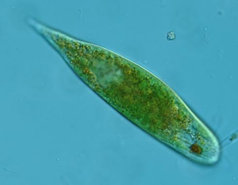 Euglena sp.