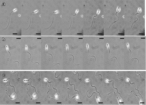 Wić Opisthokonta Sperma jesiotra seria zdjęć z mikroskopu świetlnego Salpingoeaca