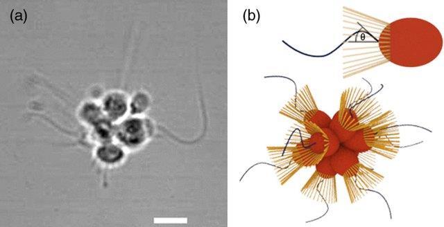 net/publication/288260551_wave_prop agation_in_flagella https://www.researchgate.