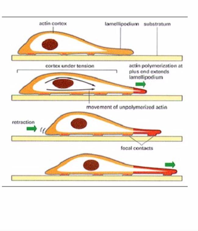 Ruch pełzakowaty (ameboidalny) Zależy od cytoszkieletu aktynowego, ale nie wszystkie etapy tego typu ruchu są
