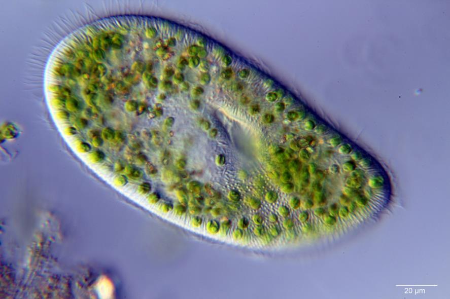 orzęski Paramecium sp. Zdjęcie z mikroskopu świetlnego https://commons.wikimedia.