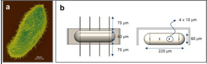 bakteryjnych wici i nanoroboty w