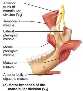 nerw szczękowy V2 nerw żuchwowy V3 część
