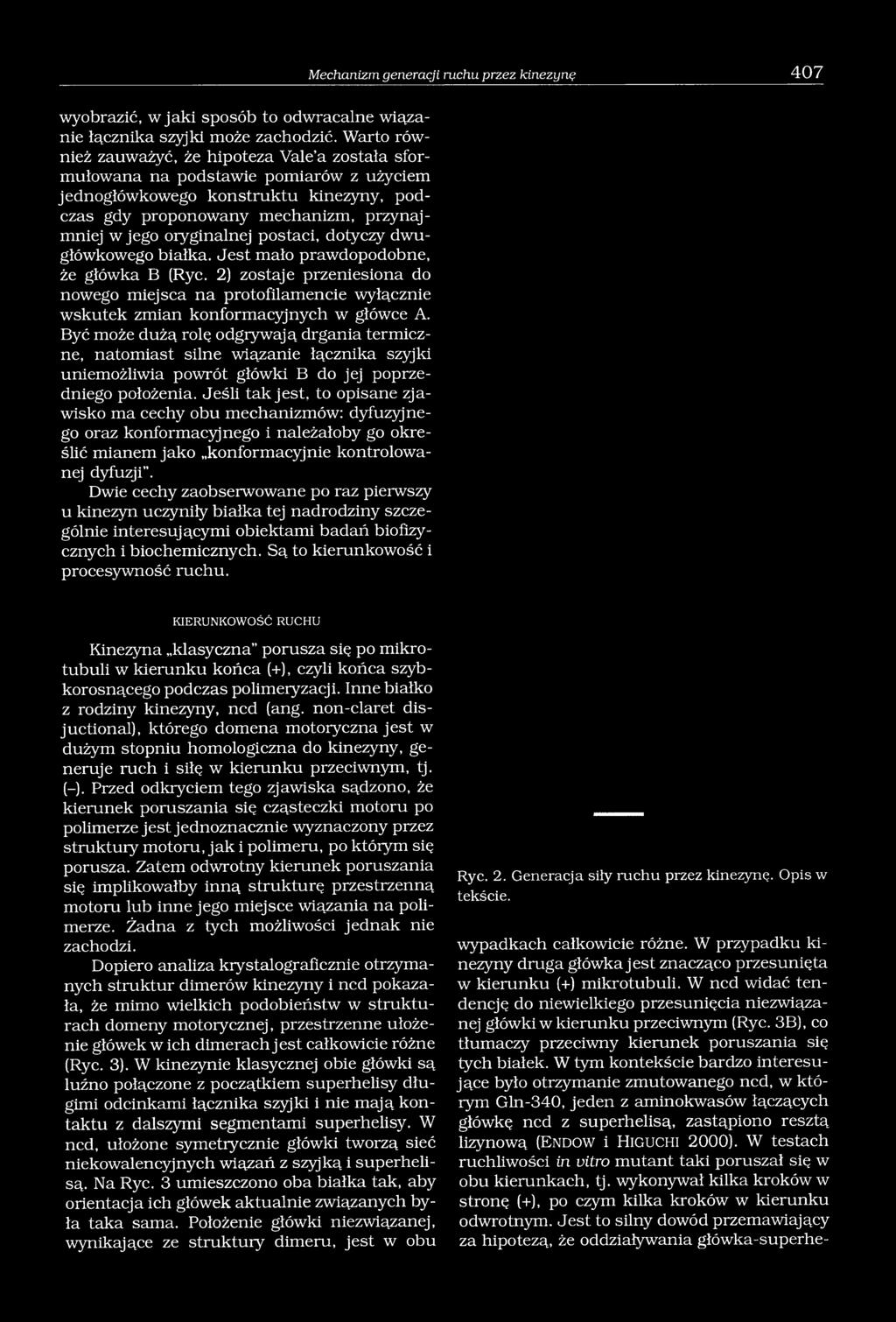 postaci, dotyczy dwugłówkowego białka. Jest mało prawdopodobne, że główka B (Ryc. 2) zostaje przeniesiona do nowego miejsca na protofilamencie wyłącznie wskutek zmian konformacyjnych w główce A.