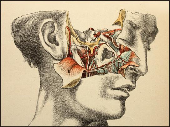 Wypowiedzi Maclise a stawiają go wśród grona pierwszych anatomów topograficznych: Nieprzerwana linia powierzchni ludzkiego ciała stanowi mapę dla chirurga, objaśnienie anatomii znajdującej się