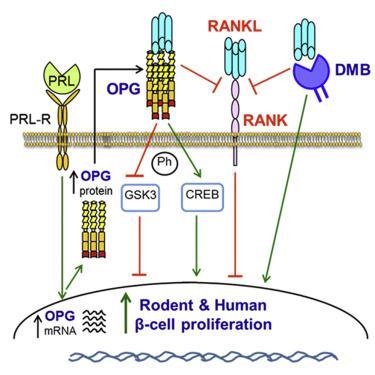 Denosumab (DMB)