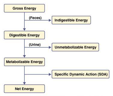 Energia Wartość energetyczna diety musi zaspakajać zapotrzebowania metaboliczne organizmu Kaloryczność wartość energetyczna makrocząsteczek, np.