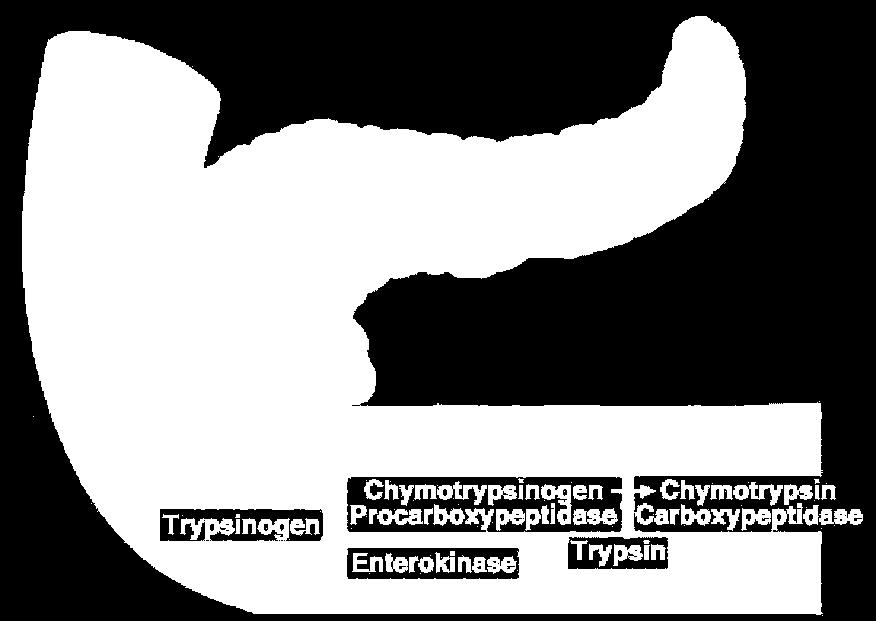 Trawienie białek chymotrypsyna karboksypeptydaza