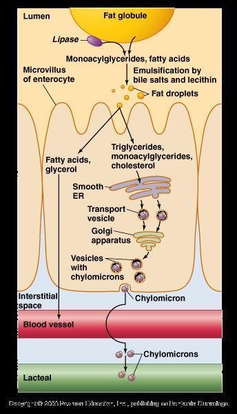 Wchłanianie lipidów kwasy tłuszczowe, glicerol