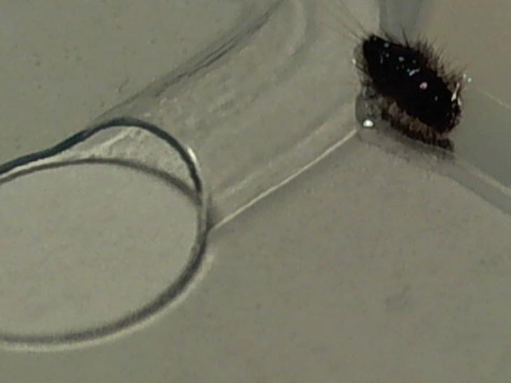 Wybrane zdjęcia odłowionych owadów: a)larwa mrzyka b) larwa mrzyka 2.