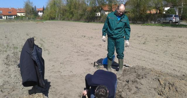 GLINIASTEGO LEKKIEGO) Z DOBRZE ROZWINIĘTYM POZIOMEMEM PRÓCHNICZNYM O MIĄZSZOŚCI DO 30 CM.