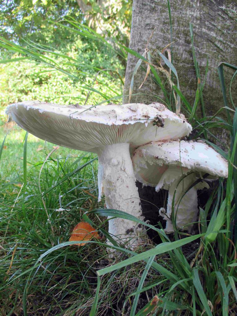 Fig. 4. Amanita strobiliformis (Paulet ex Vittad.) Bertill.