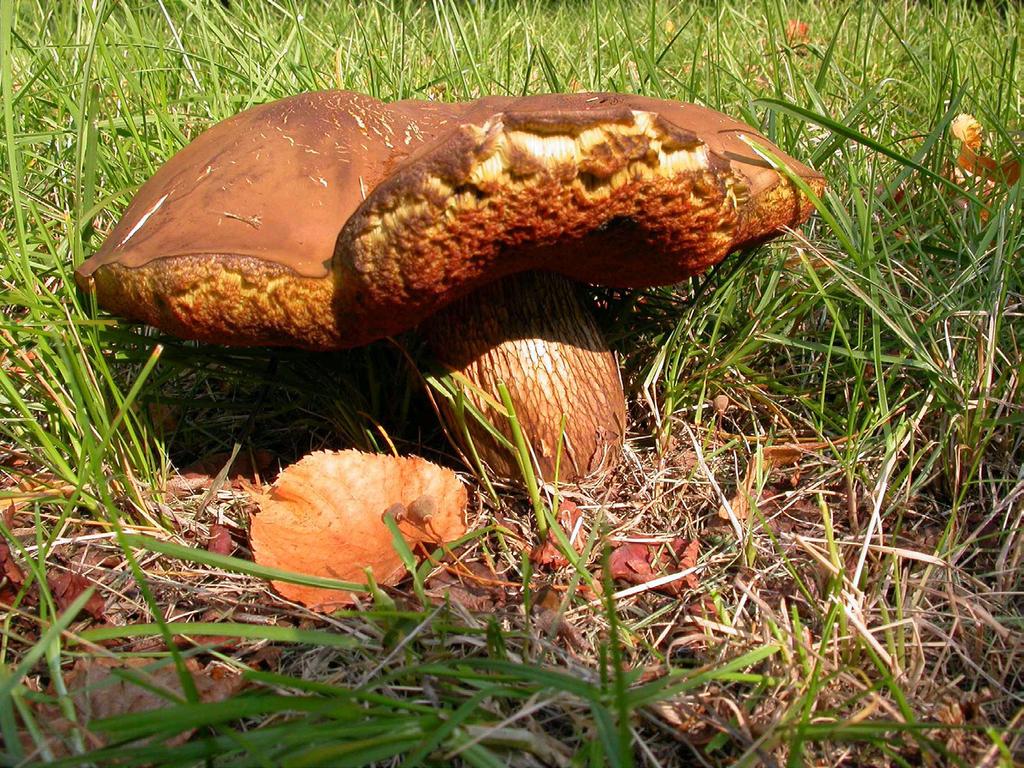 Fig. 12. Boletus luridus Schaeff. Wyskok 2, orchard, 2006. Ryc. 12. Boletus luridus Schaeff. Wyskok 2, sad owocowy, 2006.