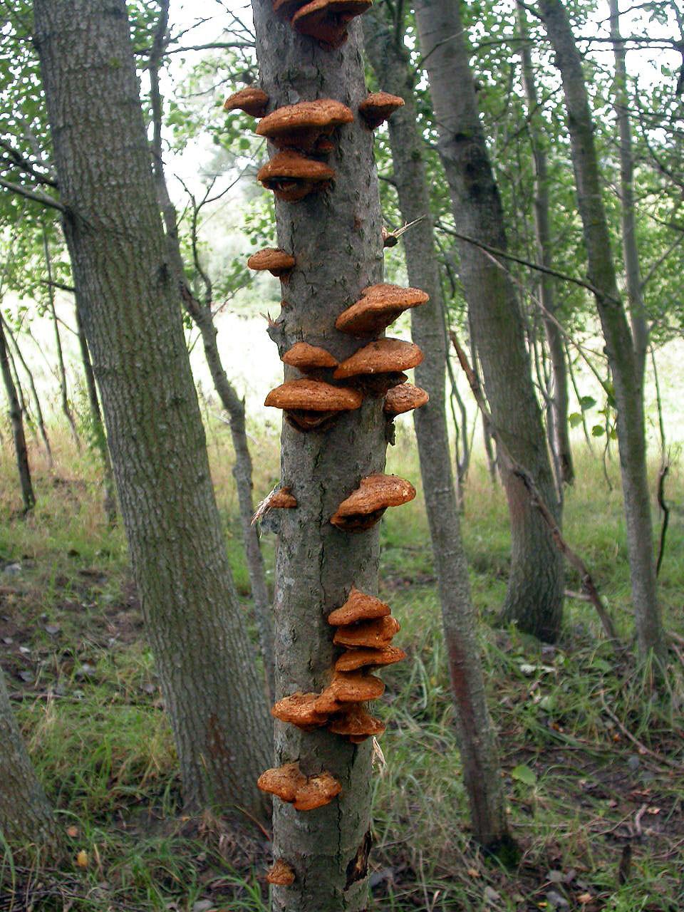 Grove with Populus and Betula, on Populus, 2006. Ryc. 17. Pycnoporellus fulgens (Fr.