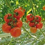 Odmiana ta charakteryzuje się owocami o masie 140-160 gramów i może być przeznaczona zarówno na zbiór gronowy jak i luzem.