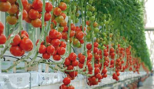 12 Pomidor - odmiany 72-614 RZ F1 ToMV:0,2/Ff;1-5/Fol;0,1/For/Sbl/ Va/Vd On pomidor mięsisty, bardzo duży o owocach 240-280 gramów polecany do nasadzeń od połowy stycznia owoce lekko spłaszczone,