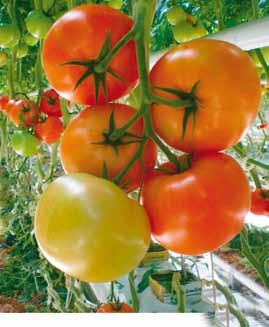 Rijk Zwaan Katalog 2012 pomidor ogórek 13 łatwa produkcja rozsady, bez tendencji do wybiegania przydatna i polecana na rynek krajowy i na eksport Caracas RZ F1 ToMV:0,2/Ff:1-5/Fol:0,1/For/Va/ Vd/Si