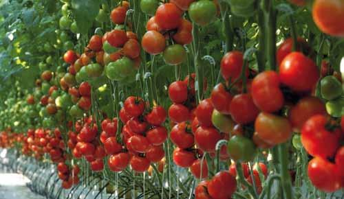 14 Pomidor - odmiany Endeavour RZ F1 ToMV:0,2/Ff:1-5/Fol:0,1/For/Va/ Vd nowy pomidor gronowy o owocach 140 160 gramów roślina o zrównoważonym wzroście owoce większe od Futuno RZ i Levanzo RZ