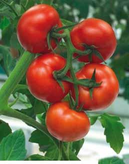 czerwone, twarde i smaczne charakteryzuje się wysoką zdrowotnością Bonaparte RZ F1 ToMV:0,2/TSWV/Ff:1-5/Fol:0,1/ For/Va/Vd/Si pomidor gronowy, o owocach 120 130 gramów roślina o wyższej sile wzrostu