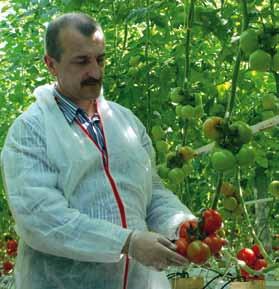 intensywniej czerwone Cedrico RZ F1 ToMV:0,2/Ff:1-5/Fol:0,1/For/Sbl/ Va/Vd/Si odmiana gronowa, o owocach 110 120 gramów roślina o zbalansowanym wzroście i otwartym pokroju owoce bardzo wyrównane w