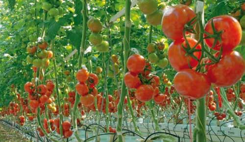 rynki Niemiec, Skandynawii i Anglii bardzo wysoki plon doskonała zdrowotność roślin w ciągu całego sezonu odporna na mączniaka Amoroso RZ F1 ToMV;0,2/Ff:1-5/Fol:0,1/For/Va/ Vd/Si On/Ma/Mi/Mj pomidor