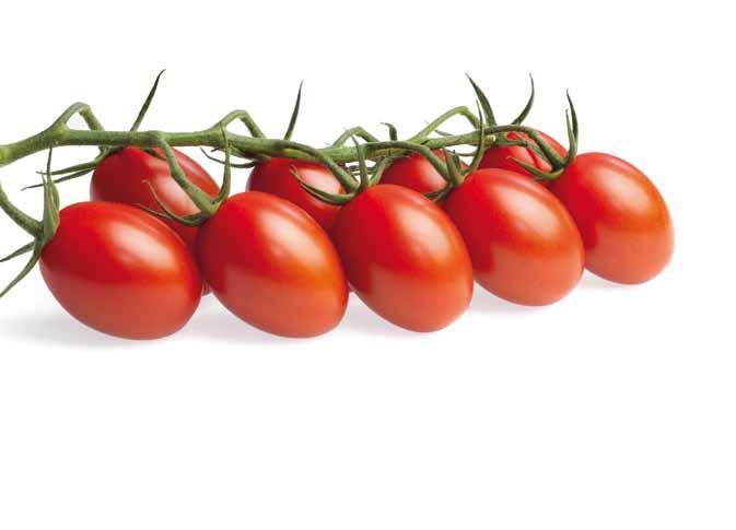 Rijk Zwaan Katalog 2012 pomidor ogórek 17 Tastery RZ F1 ToMV:0,2/TSWV/TYLCV/Ff:1-5/ Fol:0,1/Va/Vd/Si Ma/Mi/Mj odmiana pomidora typu cherry polecana do zbioru na grona i pojedyncze owoce