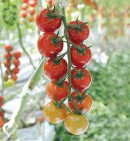 śliwkowy typu bloky owoce czerwone o wadze około 12-15 gramów optymalna liczba owoców w gronie 12 sztuk roślina o pokroju generatywnym Cheramy RZ F1 ToMV:0,2/Ff:1-5/Fol:0,1/Va/Vd/Si Ma/Mi/Mj